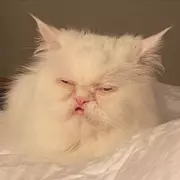 @sleepy_local_cryptid