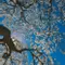 roanescence