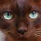 BrownCatBre